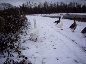 Den bunt  Hollands Diep en Hoekse  Waard 017