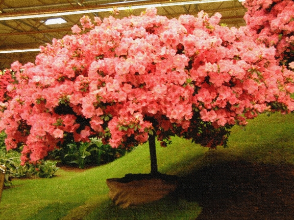 Floralin Gent 2005, Gentse Floralin 2005,2005 Floralin, Floralin