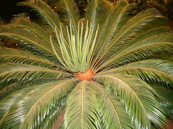 Floralin Gent 2005, Gentse Floralin 2005,2005 Floralin, Floralin