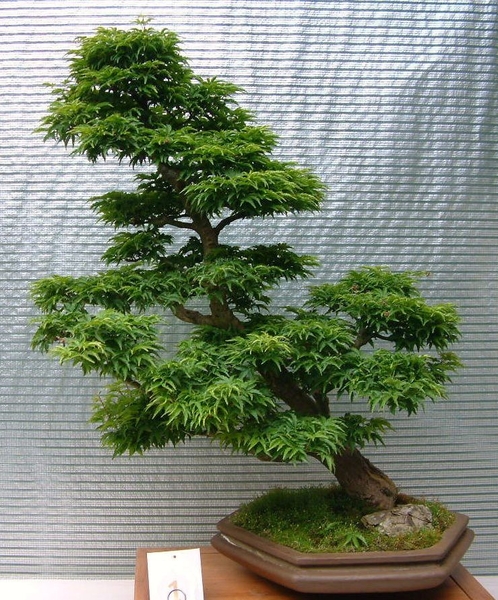 Floralin Gent 2005, Gentse Floralin 2005,2005 Floralin, Floralin