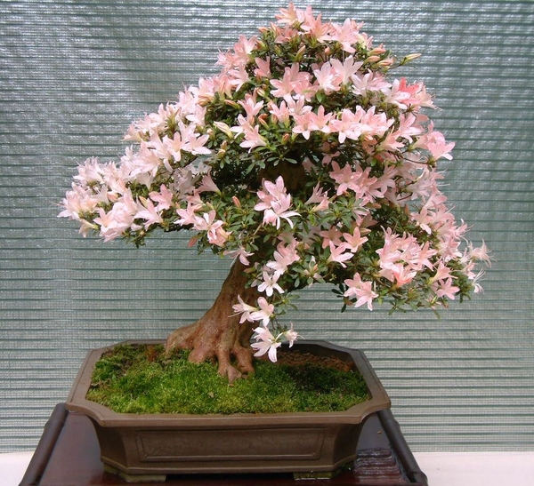 Floralin Gent 2005, Gentse Floralin 2005,2005 Floralin, Floralin