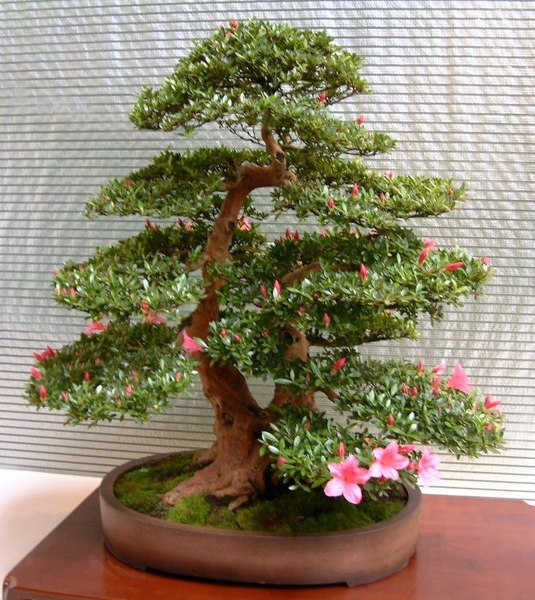 Floralin Gent 2005, Gentse Floralin 2005,2005 Floralin, Floralin