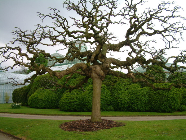 Brussel,Laken,Serres,Koninklijke serren