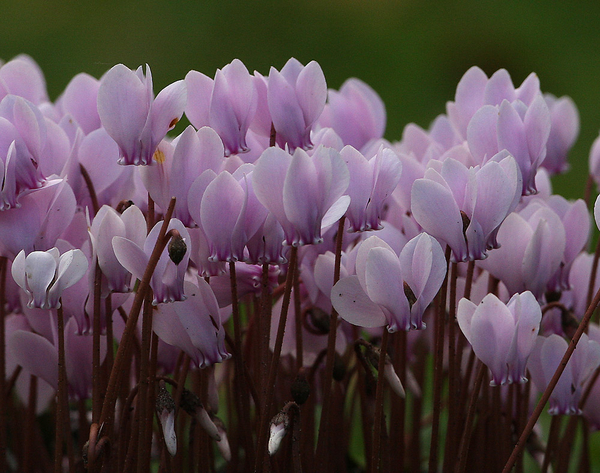CYCLAMEN