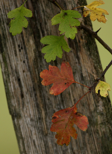 EENSTIJLIGE MEIDOORN