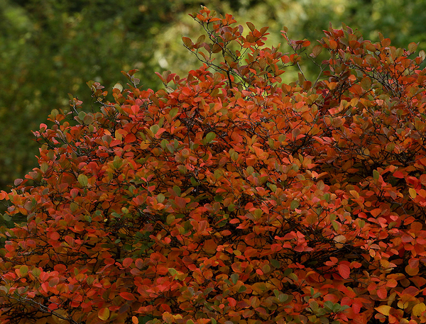 HERFSTKLEUREN