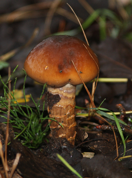 GEGORDELDE GORDIJNZWAM