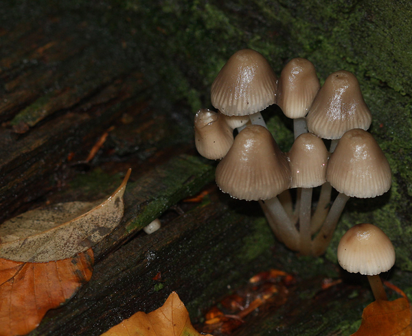 MYCENA SPECIES
