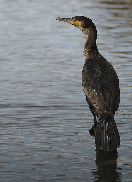 AALSCHOLVER