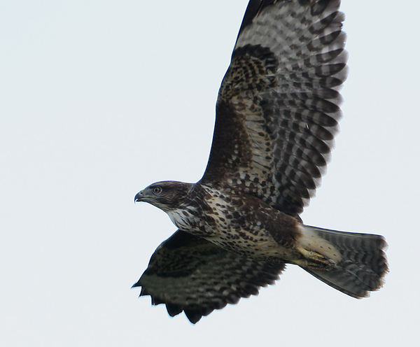 BUIZERD