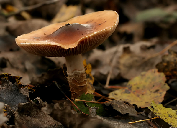 GEGORDELDE GORDIJNZWAM