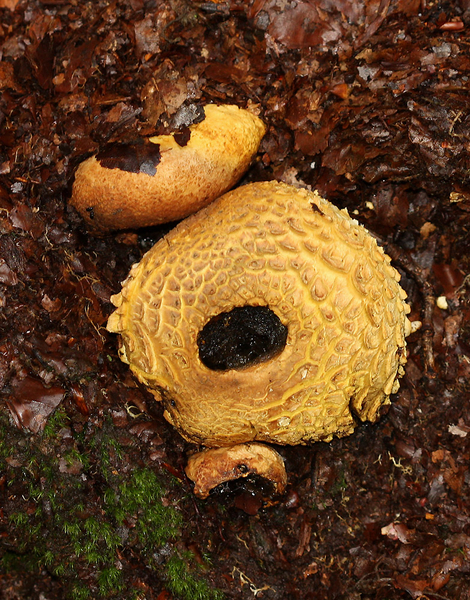 GELE AARDAPPELBOVIST