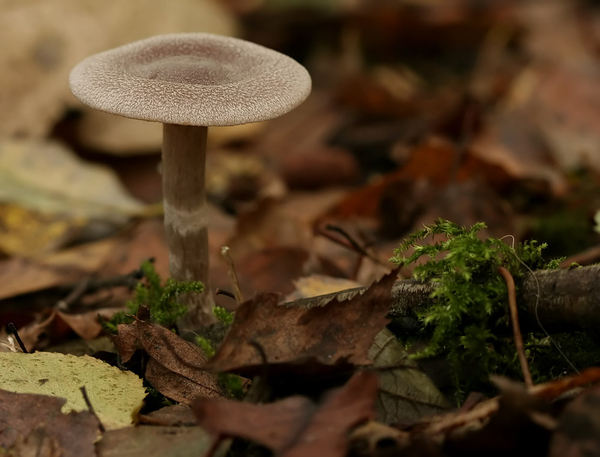 WITSCHUBBIGE GORDIJNZWAM