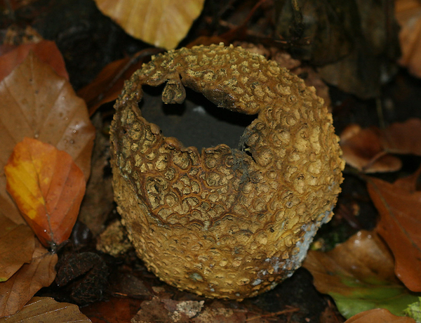 GELE AARDAPPELBOVIST