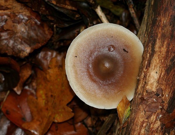 GEWONE BOTERCOLLYBIA