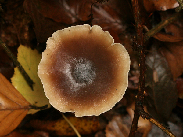 GEWONE BOTERCOLLYBIA