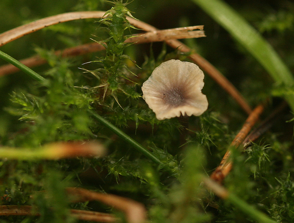 PAARSHARTTRECHTERTJE