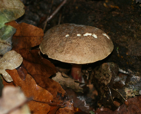 ROODSTELIGE FLUWEELBOLEET