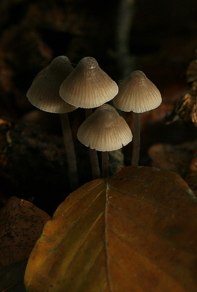 MYCENA SPECIES