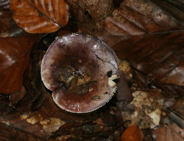 RUSSULA SPECIES