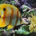 Vis