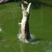 Jumping crocs in Yellow River