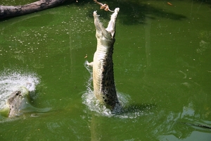 Jumping crocs in Yellow River