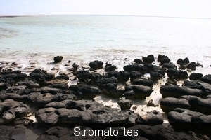 Stromatolites