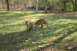 Kangaroos onderweg