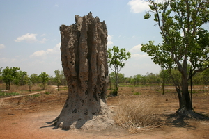 Termietenheuvel