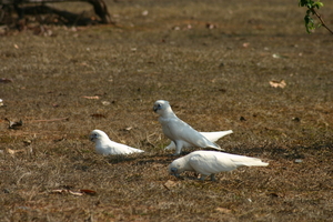 Kakatoos onderweg