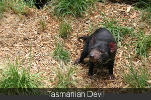 Tasmanian Devil