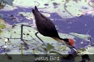 Jesus Bird