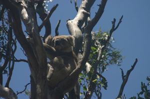 Koala onderweg