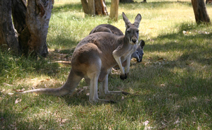 Kangeroo