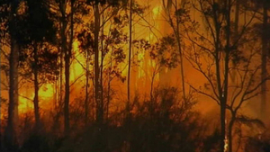 Bush fire Kangaroo Island 2008