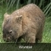 Wombat