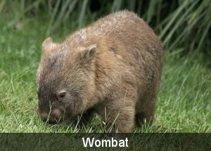 Wombat