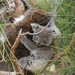 Koala moeder met cub