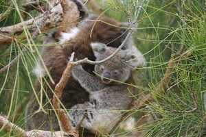 Koala moeder met cub