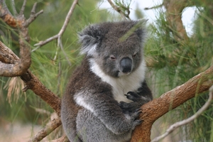 Koala