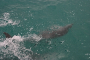 Dolfijnen spelend voor de boot uit