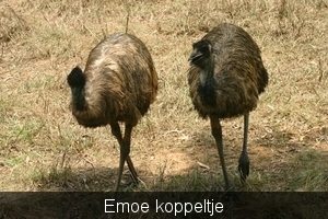 Emoe  koppeltje