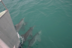 Dolfijnen voor de boot uit