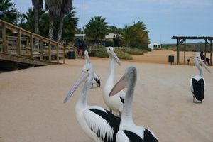 Pelikanen op strand Monkey Mia