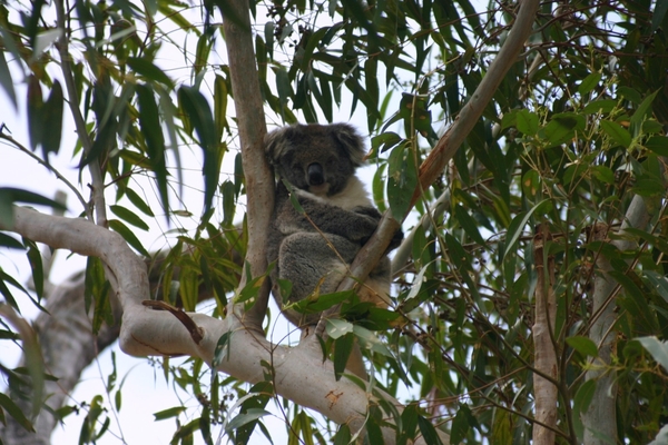 Koala