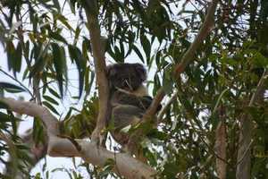 Koala in the wilderness