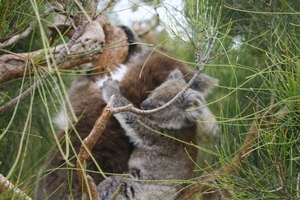 Koala met cub