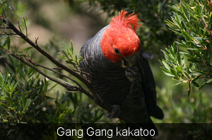 Gang Gang kakatoo
