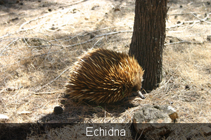 LIFE: de zeldzame en schuchtere Echidna